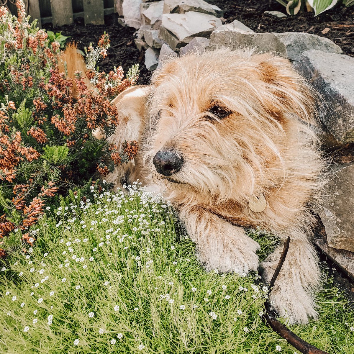 InTheSheShed's tweet photo. Scotch Moss, Heath, and Caper... the perfect trio for a garden! 😆🐶
#thesheshed #thesheshedhalifax #joblove #loveyourgarden #gardenlandscapes #gardendesign #yourgardenourcanvas #garden #gardener #plantsofinstagram #halifax #gardenlife #artanddesign #homeandgarden #urbangarden https://t.co/uUl2dH0fXf