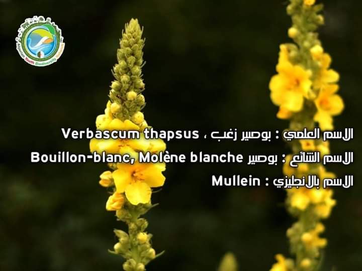 AlgeriaGybn's tweet photo. 🥀بالإضافة إلى الوريدات الجميلة  والصورة الظلية النحتية ، فهو نبات يمكن التر��يب به في حديقتك بسبب صفاته البيئية.  يقدم رحيقًا عالي الجودة للملقحات ، خاصة للنحل ، وهو النبات المضيف للعديد من اليرقات.
#gybn_algéria https://t.co/uv9IpBDqm5