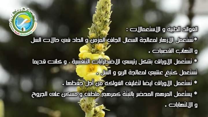 AlgeriaGybn's tweet photo. 🥀بالإضافة إلى الوريدات الجميلة  والصورة الظلية النحتية ، فهو نبات يمكن التر��يب به في حديقتك بسبب صفاته البيئية.  يقدم رحيقًا عالي الجودة للملقحات ، خاصة للنحل ، وهو النبات المضيف للعديد من اليرقات.
#gybn_algéria https://t.co/uv9IpBDqm5