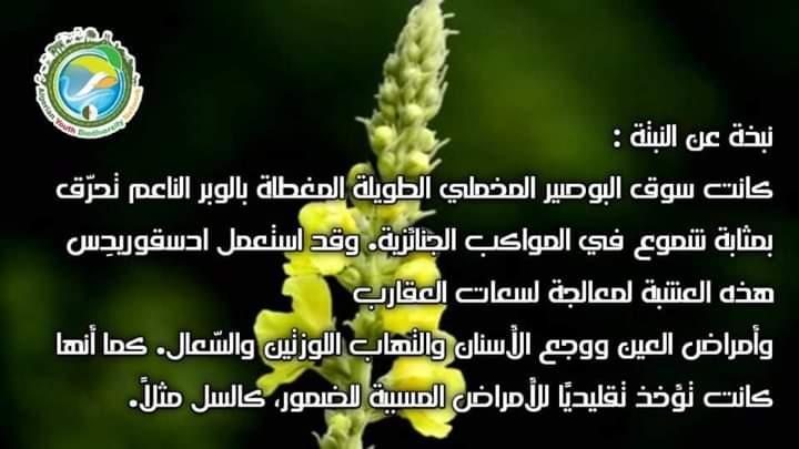 AlgeriaGybn's tweet photo. 🥀بالإضافة إلى الوريدات الجميلة  والصورة الظلية النحتية ، فهو نبات يمكن التر��يب به في حديقتك بسبب صفاته البيئية.  يقدم رحيقًا عالي الجودة للملقحات ، خاصة للنحل ، وهو النبات المضيف للعديد من اليرقات.
#gybn_algéria https://t.co/uv9IpBDqm5