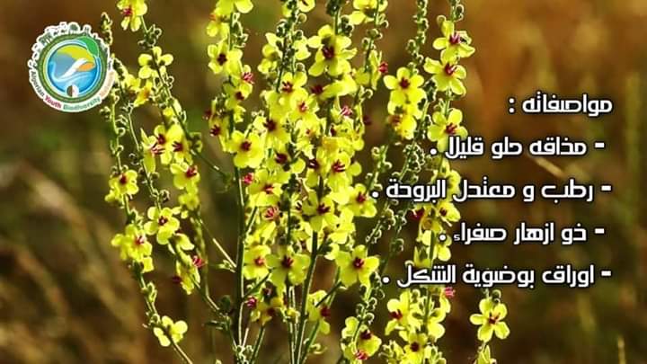 AlgeriaGybn's tweet photo. 🥀بالإضافة إلى الوريدات الجميلة  والصورة الظلية النحتية ، فهو نبات يمكن التر��يب به في حديقتك بسبب صفاته البيئية.  يقدم رحيقًا عالي الجودة للملقحات ، خاصة للنحل ، وهو النبات المضيف للعديد من اليرقات.
#gybn_algéria https://t.co/uv9IpBDqm5
