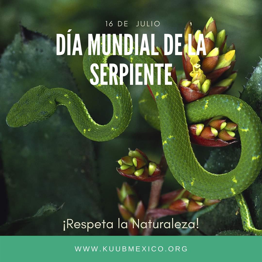 KuubMx's tweet photo. Día Mundial de la Serpiente

El Día Mundial de la #Serpiente, se celebra el 16 de julio de cada año. 
#kuub #serpiente #tabasco #miradasquenacen 
@inundeishon 
@HolachiotTab 
@TabascoHOY 
@SEDEMA_CDMX https://t.co/oHDSjJoR5g