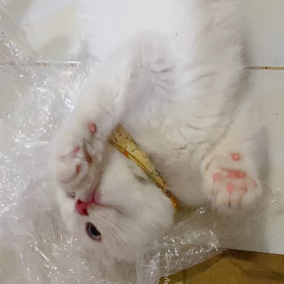 ૮꒰˵• ﻌ •˵꒱ა tweet media