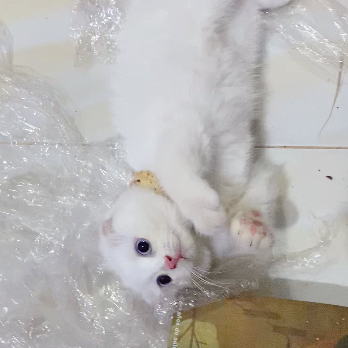 ૮꒰˵• ﻌ •˵꒱ა tweet media