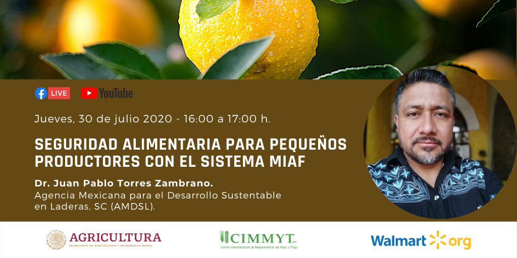 ACCIMMYT's tweet photo. Seguridad Alimentaria para Pequeños Productores con el Sistema MIAF. 
🗓 Jueves, 30 de julio de 2020.
🕚 16:00 a 17:00 h.

#ComunidadTCAS
#CIMMYTCapacitación https://t.co/9Vc6DNp1qr