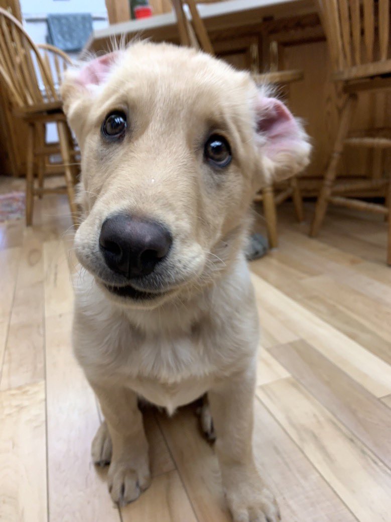 This is Hazel. She sneezed and her ears went inside out. 12/10 requesting immediate assistance