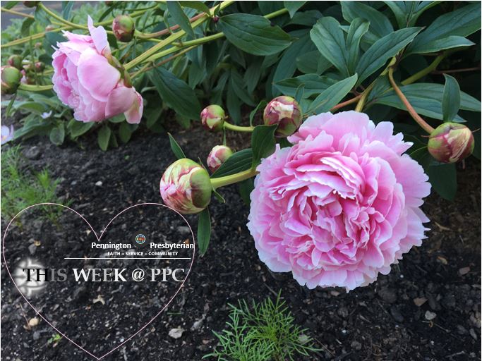 pennpres's tweet photo. This_Week@PPC https://t.co/P2bkqXTxpG