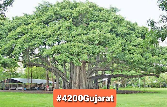 SIV140682's tweet photo. #4200Gujarat 
#4200Gujarat16 
4200 ગ્રેડ પે માટે નો 65000 ડાળીઓ ધરાવતો આ વડલો છે એને કોઇ હલાવી પણ નઈ શકે 
 "જય શિક્ષક 4200 ગ્રેડ પે રક્ષક" https://t.co/Gz2F4UoRRL
