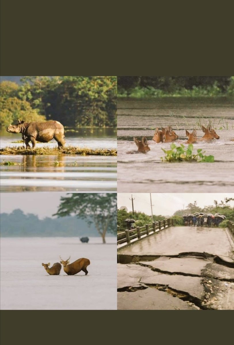 PankhyK's tweet photo. #PrayForAssam #AssamFloods #AssamNeedsHelp #AssamIsDrowning https://t.co/MxxNEmqva8