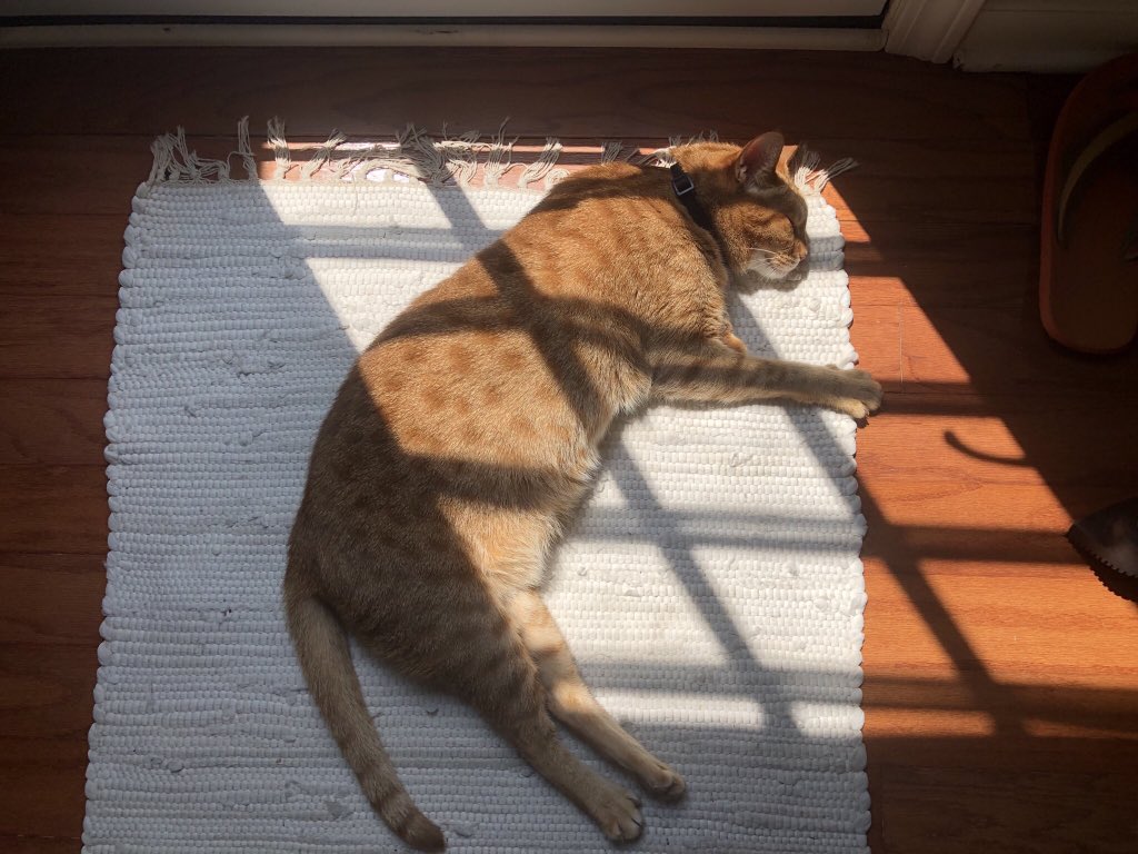 A little nap in the sun.