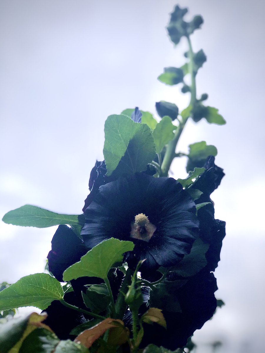JakobsenJens's tweet photo. Black Hollyhocks- Intense mysterious Beauty.
@kelvinjbirk @k2jewelleryacademy @bookery.co.uk @amandarossart @italo_vauxhall_ @bonningtoncafe #alcearosea #bonningtonsquare #bonningtonsquare #hollyhocks #hollyhock #stokroser #stokrose #blackflowers https://t.co/SQUjpM9gZg