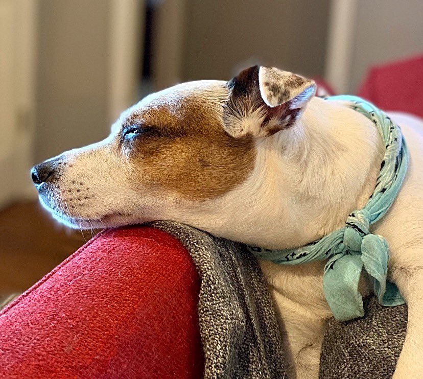 Cmarcrum1's tweet image. Dog Days of Summer☀️  #EllaGrace  #DizzyD