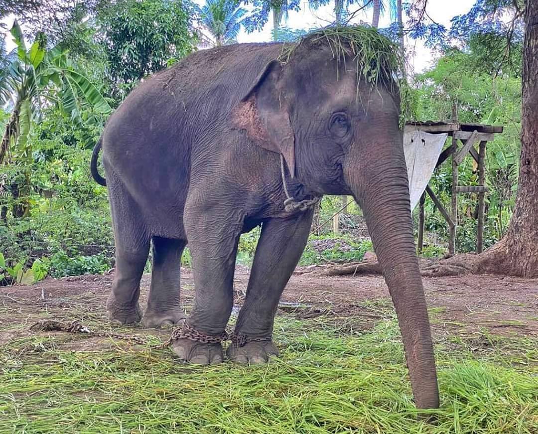 ElephantNatureP's tweet photo. Next week seven elephants will be on their way to ENP, retired from work.
How you can help us to take care the elephants and other animals : donate direct to Save Elephant Foundation https://t.co/4Iu84kwn9T
Or buying #EleGiftCard to feed our elephants: https://t.co/0Tkh89bnvw https://t.co/ZLEY8hbRi1