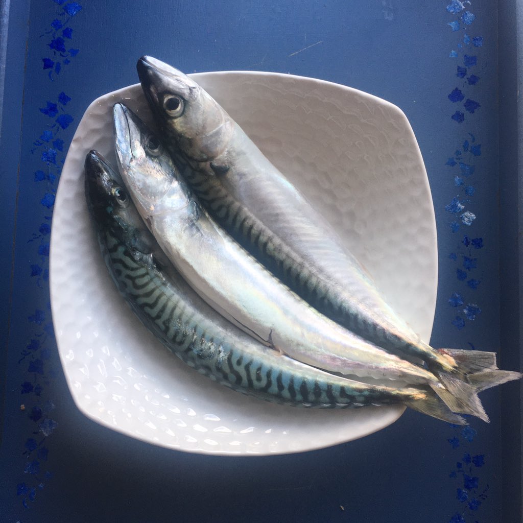kailun1312's tweet photo. Les #fruits d’une #meditation en #mer. #freshfromthesea #lamer #thesea and #friends #fish #freshfood by #friendlyneighbour #neighbors #sea #MagnifiqueBretagne #Bzh #Bretagne #FranceMagique #breizh https://t.co/oc2eukhGj2