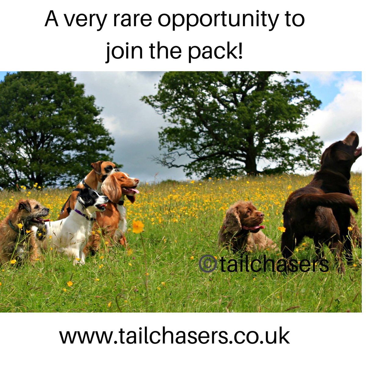 TailChasers1's tweet photo. Are you wondering how to fit in your usual dog walk now that lockdown has ended and you’re back at work?
Get in touch today. We are a small team of dog lovers based in #tunbridgewells #dogwalker #DogsofTwittter #dog https://t.co/5SDncJOPhl