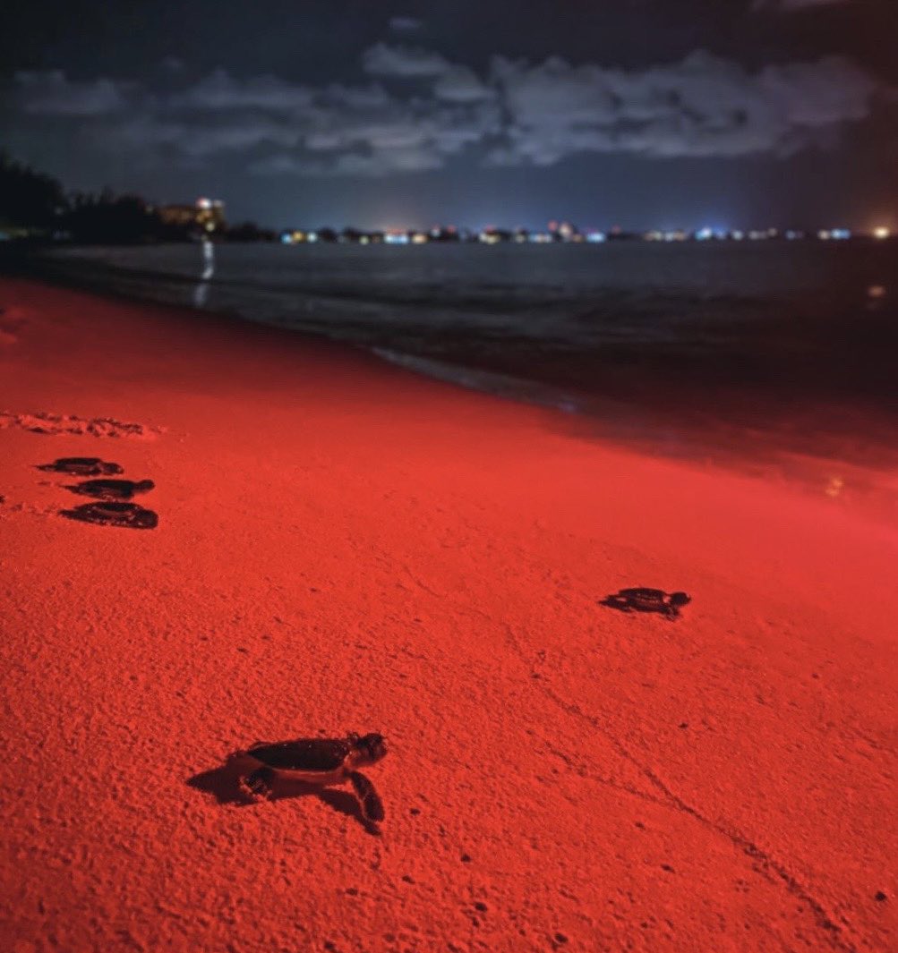 CaymanTurtle's tweet photo. Last night we released 135 Oreo sized baby hatchlings into the wild. 

These little cuties hatched at our Centre just a few short days ago and will hopefully come back to #SevenMileBeach to lay their own nests in the future 🐢

#CaymanIslands #Turtle #TurtleRelease #Conservation https://t.co/PIBPf7sF4X