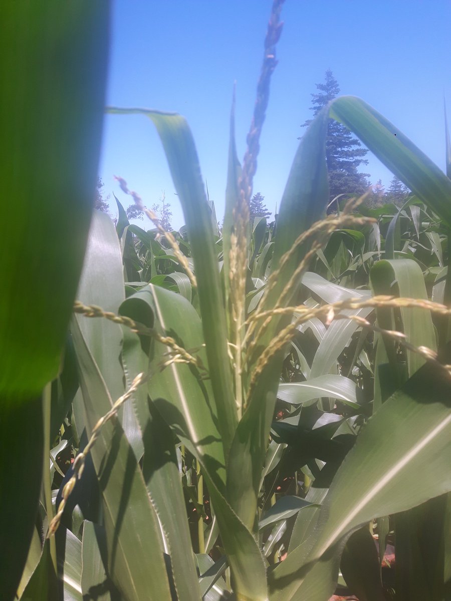 Randy Drenth tweet media