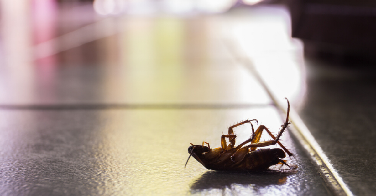 CorderPest's tweet image. Have you ever seen a pest in your home and wondered “what kind of bug is this?” The identification of insects and other pests can be tricky. If #pests are invading your home, this robust insect identification guide can serve as your handy #bugidentifier: bit.ly/30bLnPo