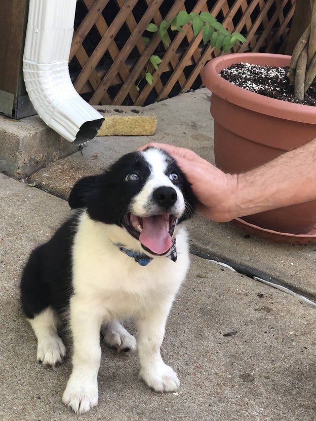 RelaxMyDog tweet media