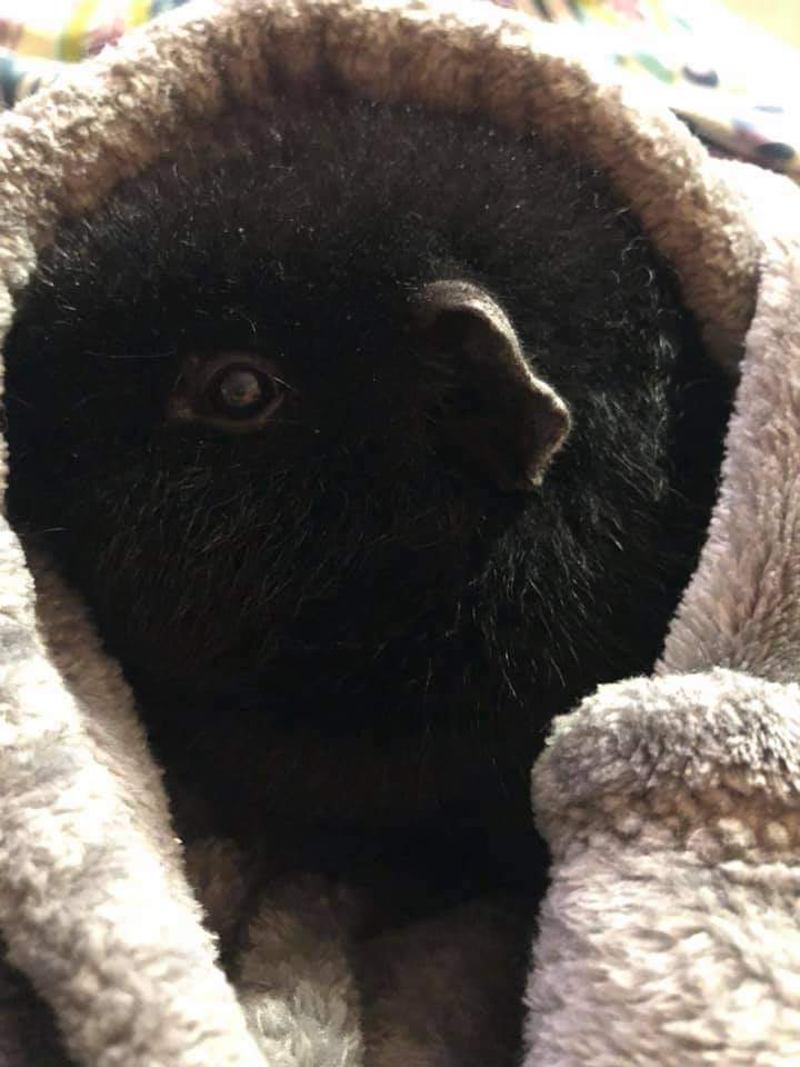 MikeIdol3's tweet photo. Blaze, Smudge, and Elvis just stopping by to celebrate #GuineaPigAppreciationDay https://t.co/6VqGpXbIwz