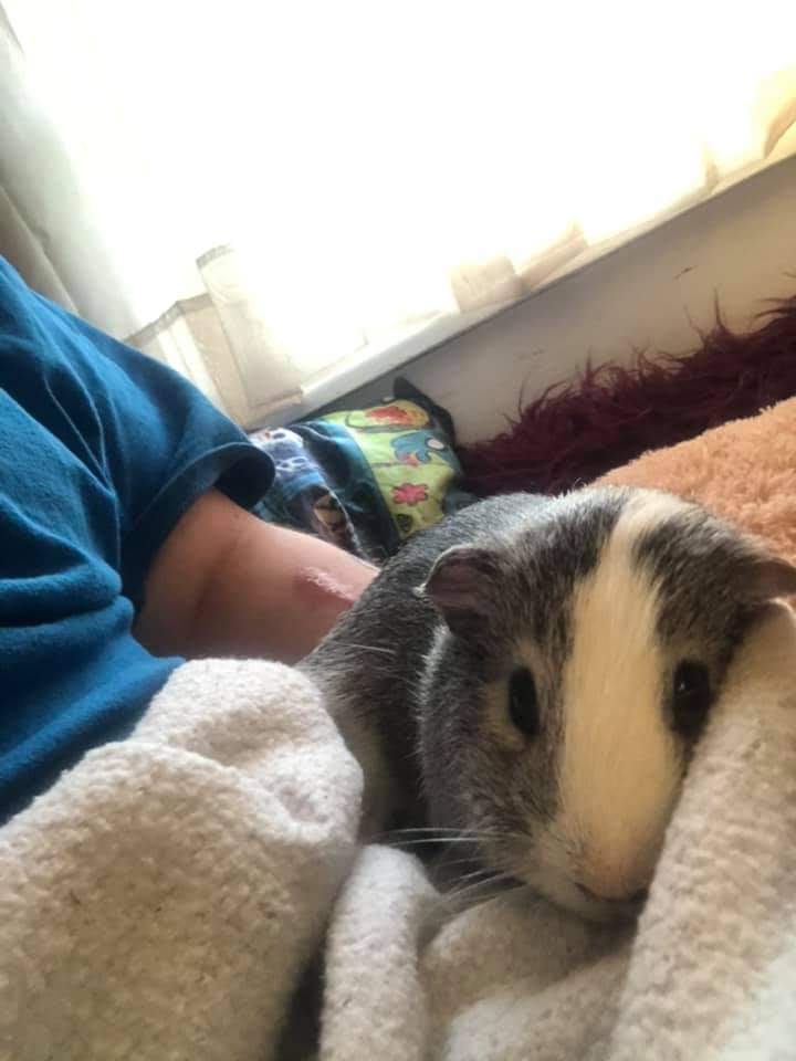 MikeIdol3's tweet photo. Blaze, Smudge, and Elvis just stopping by to celebrate #GuineaPigAppreciationDay https://t.co/6VqGpXbIwz