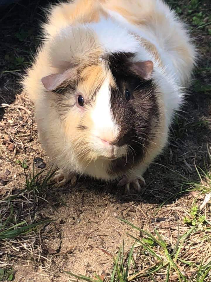 MikeIdol3's tweet photo. Blaze, Smudge, and Elvis just stopping by to celebrate #GuineaPigAppreciationDay https://t.co/6VqGpXbIwz