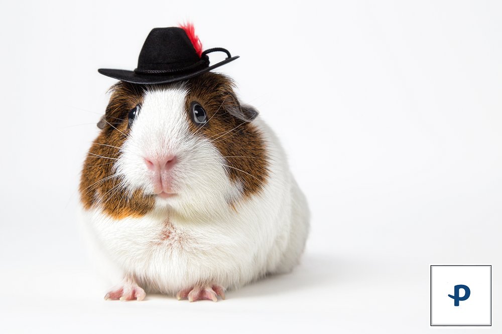 Petwell's tweet photo. Happy #GuineaPigAppreciationDay https://t.co/MRqTrOuynk https://t.co/lwzKIs2Iqm