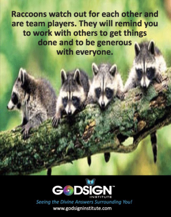 godsigninst's tweet photo. #godsigninstitute #Raccoon #raccoons #teamplayers #workwithothers #begenerous #Spirituality #spiritual #godsign #godsigns https://t.co/SJZVa3DJS4