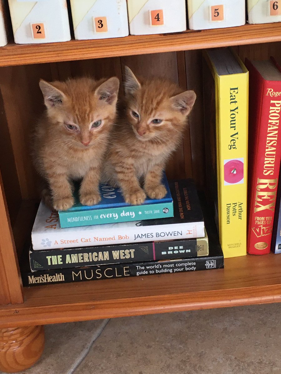 Butch Catiddy (🌈Rog & Sundance) tweet media