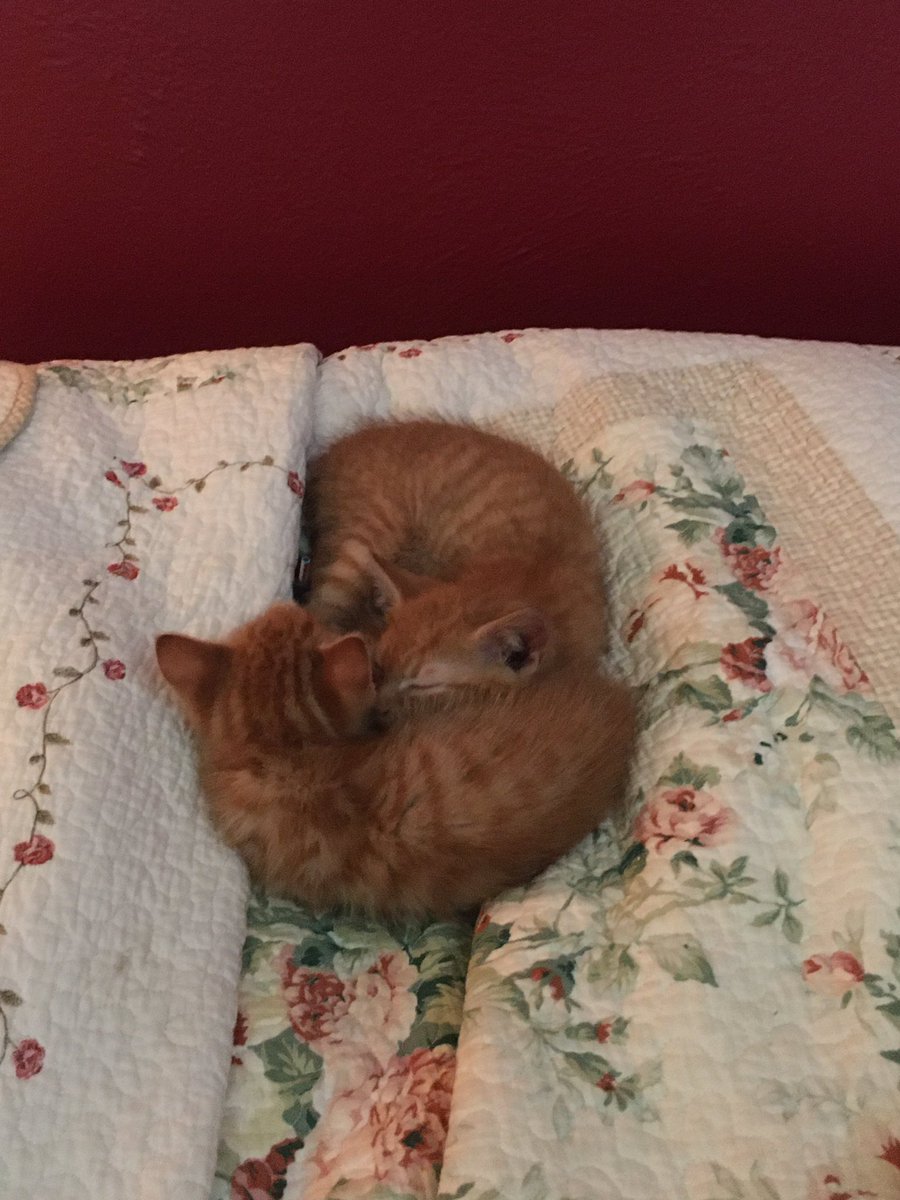 Butch Catiddy (🌈Rog & Sundance) tweet media