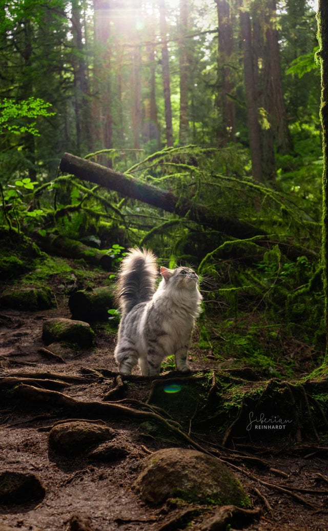 Relax My Cat tweet media