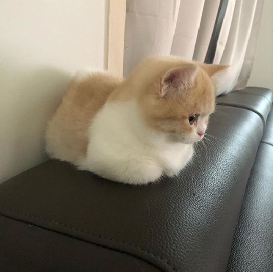 정재현 모에화봇 (@0214jh2) on Twitter photo 