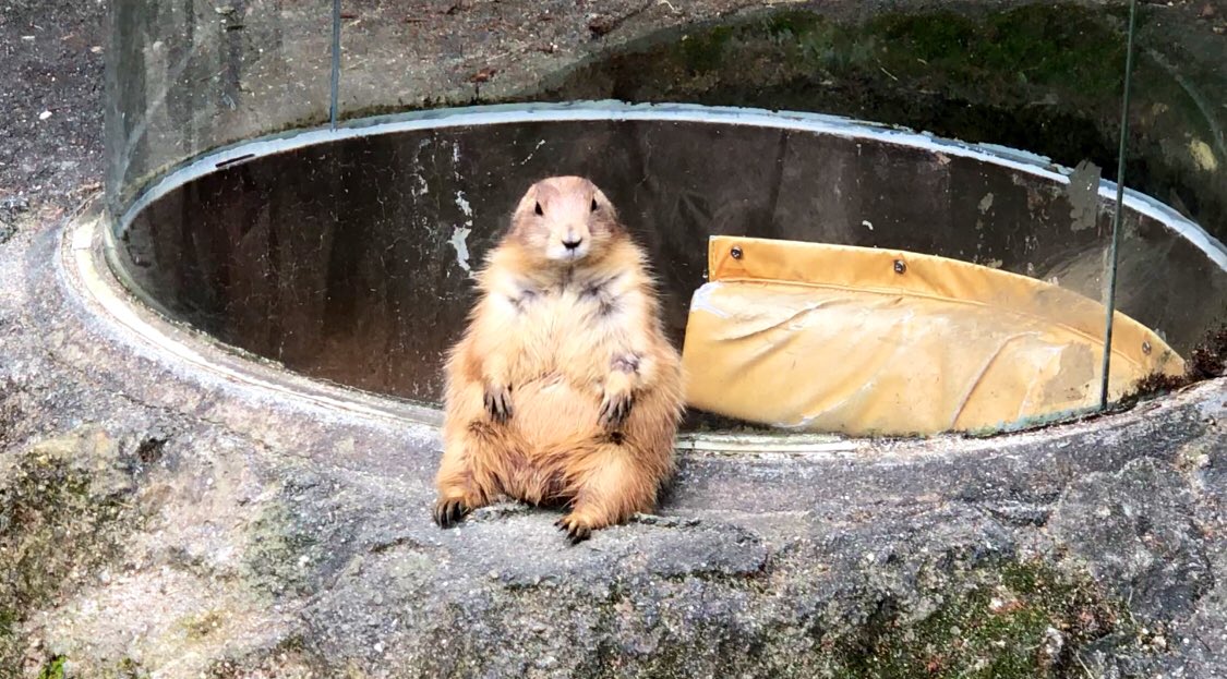 ______smys's tweet photo. プレーリードッグ可愛いかった...🤤
#のいち動物公園 https://t.co/1VRG6Ef1P2