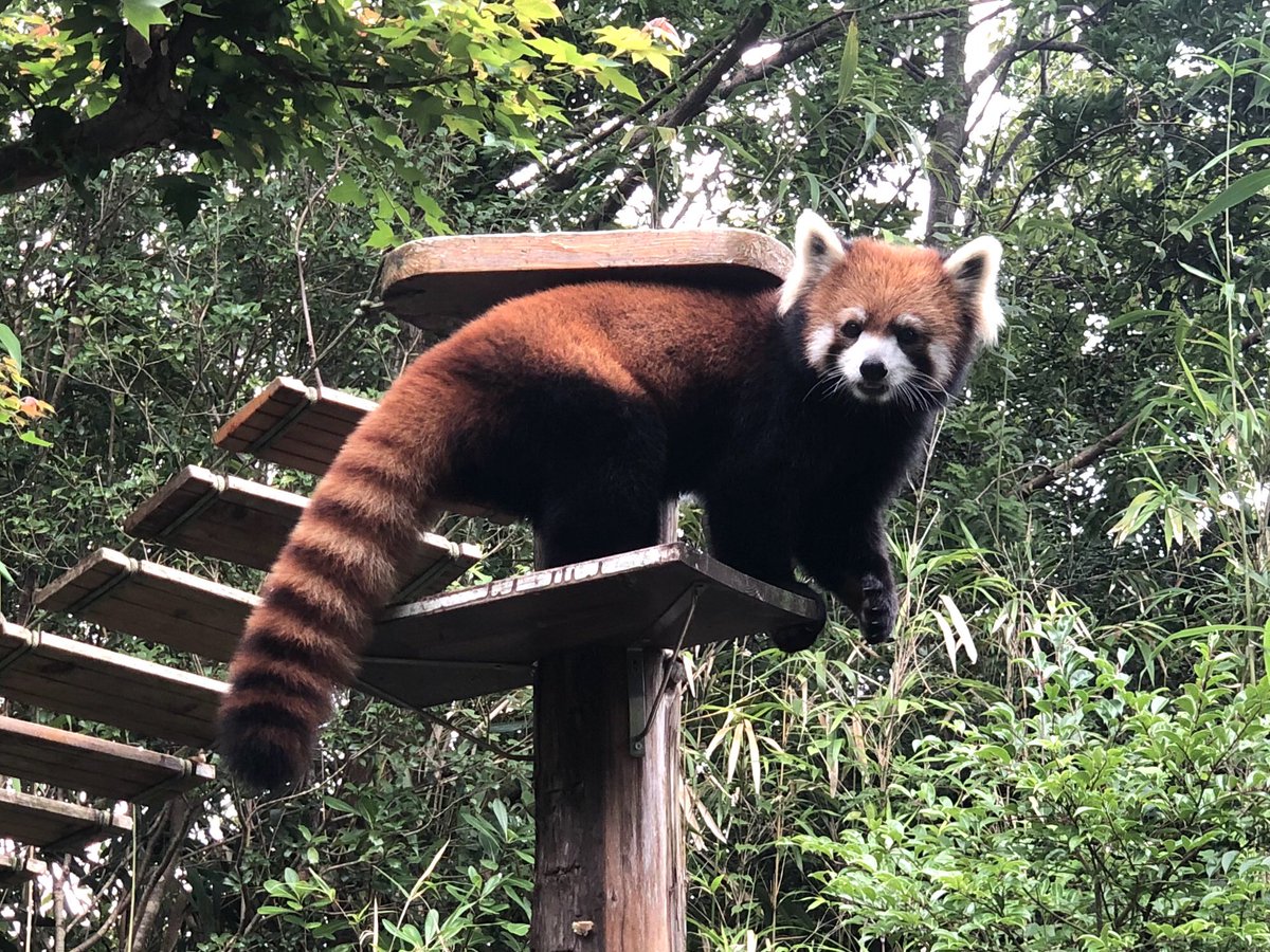 ______smys's tweet photo. みんな可愛すぎた🤣
#のいち動物公園 https://t.co/d2CD78wqJA