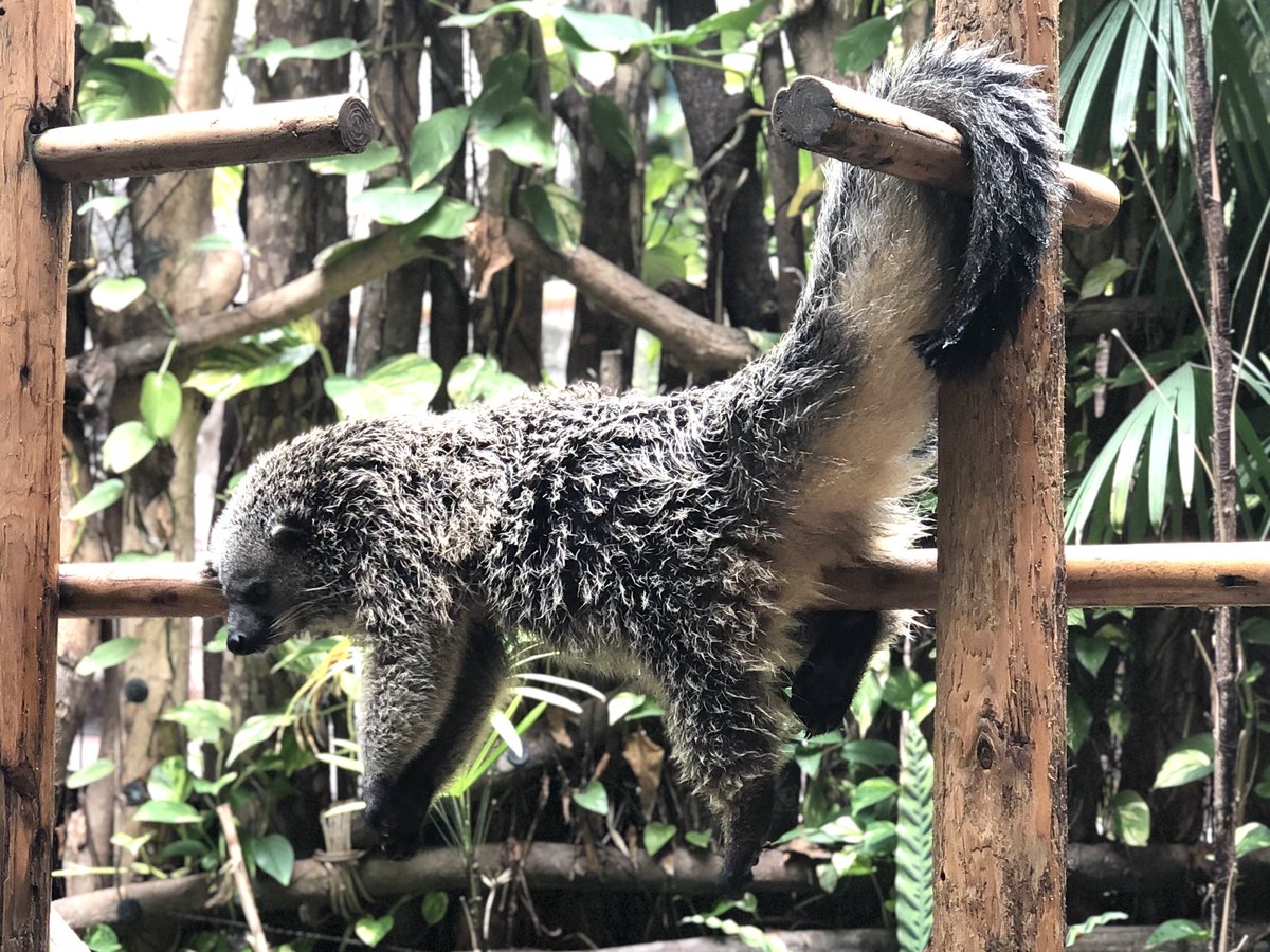______smys's tweet photo. みんな可愛すぎた🤣
#のいち動物公園 https://t.co/d2CD78wqJA
