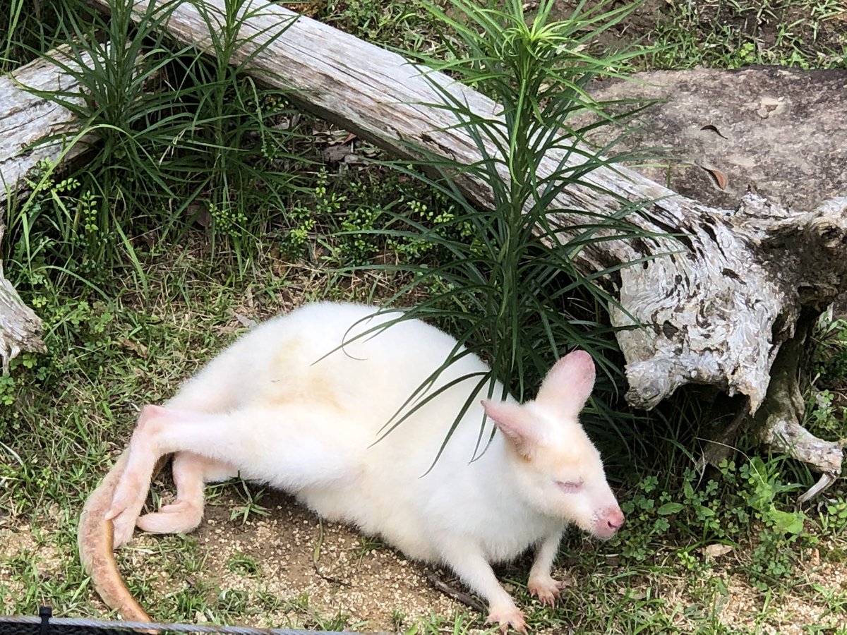 ______smys's tweet photo. みんな可愛すぎた🤣
#のいち動物公園 https://t.co/d2CD78wqJA