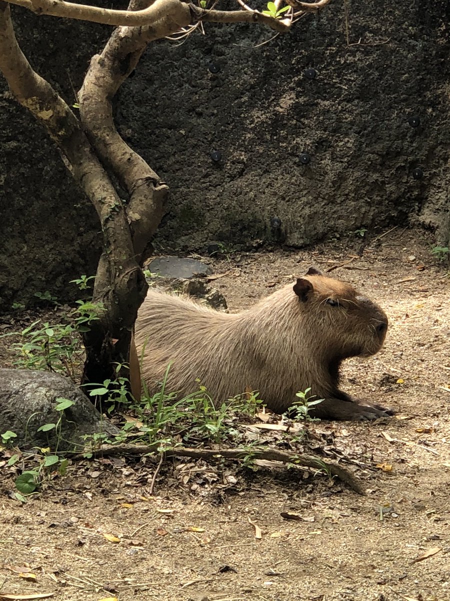 ______smys's tweet photo. みんな可愛すぎた🤣
#のいち動物公園 https://t.co/d2CD78wqJA