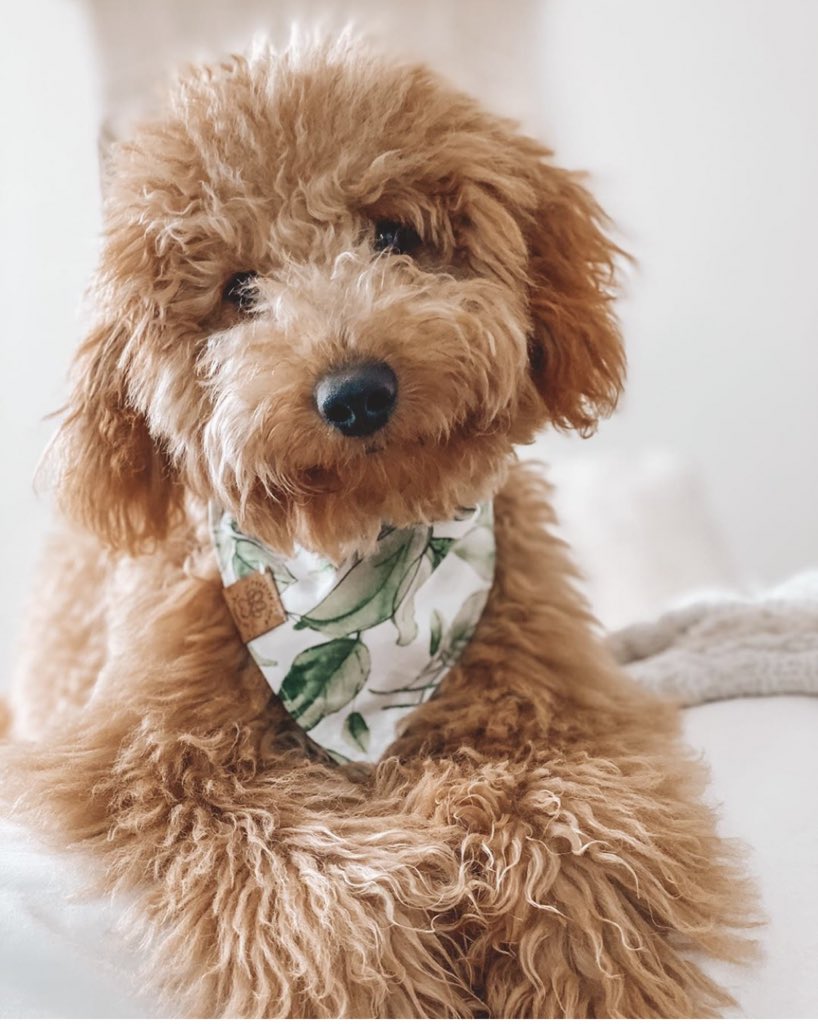 losdoodz's tweet photo. #goodmorning 🍃 do you guys like my new bandana? 

#riothegoldendoodle #dogsofinstagram #dogs #dogsoftwitter https://t.co/NH0d9aYbp1