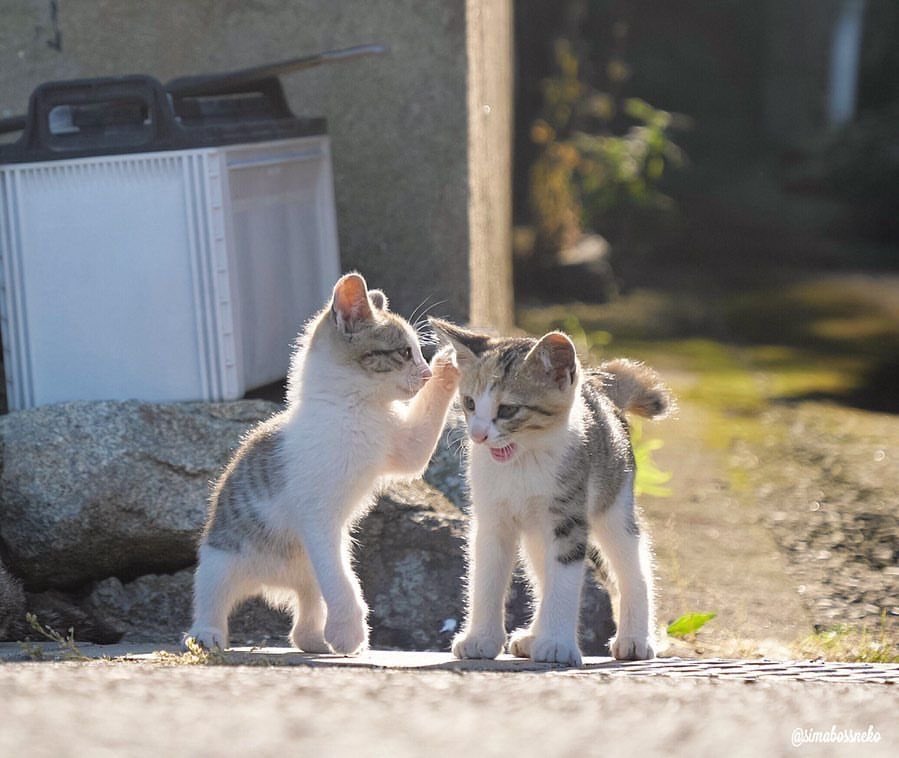 정재현 모에화봇 (@0214jh2) on Twitter photo 