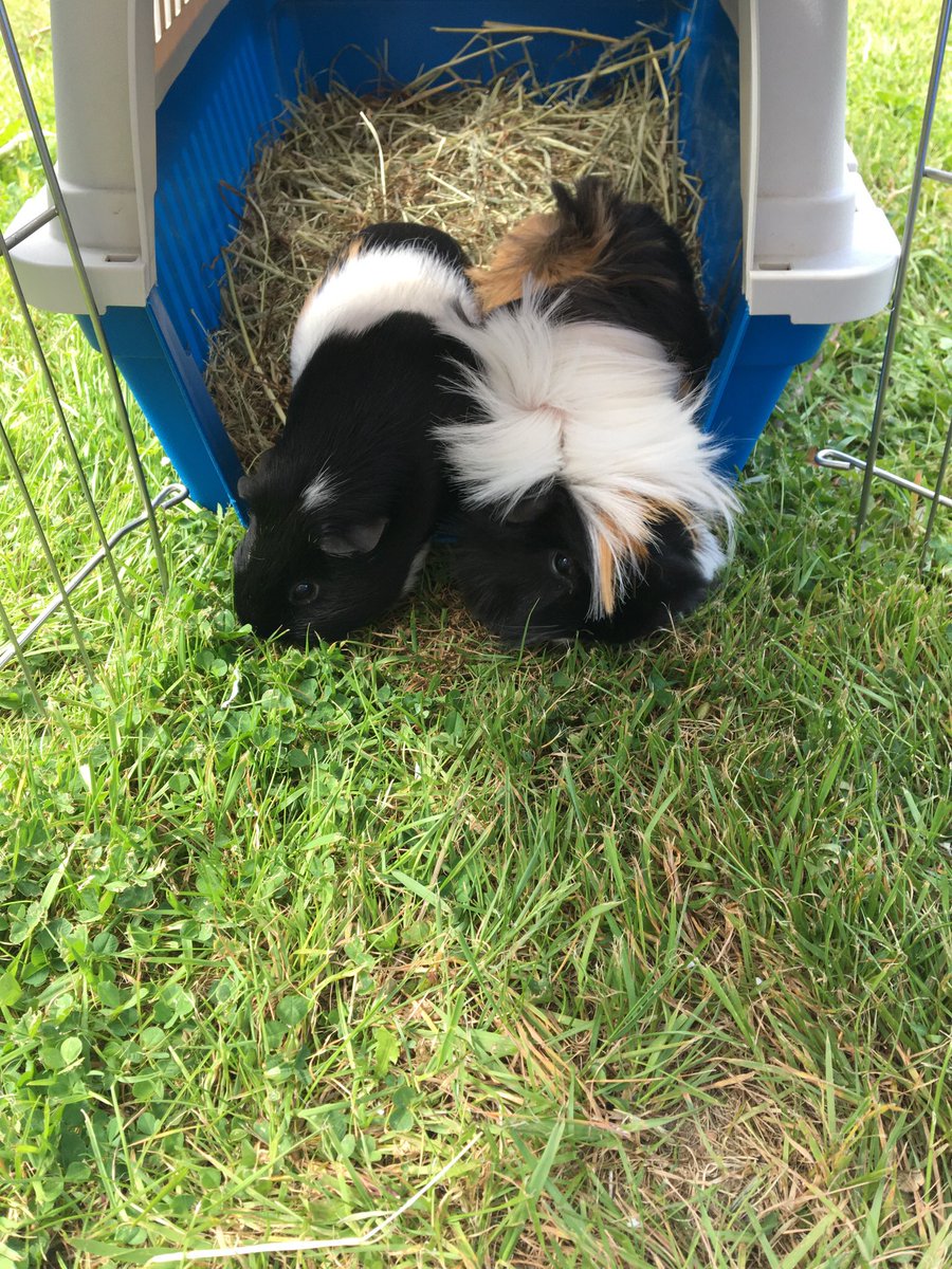 CD_Slater's tweet photo. Heard from @iconiclibrary it’s #GuineaPigAppreciationDay 🥳🥳 so here are my guineas (plus my honoury guinea 😉) https://t.co/vHTKE1llcL