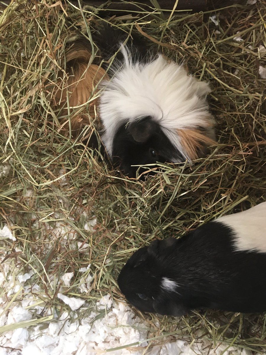 CD_Slater's tweet photo. Heard from @iconiclibrary it’s #GuineaPigAppreciationDay 🥳🥳 so here are my guineas (plus my honoury guinea 😉) https://t.co/vHTKE1llcL