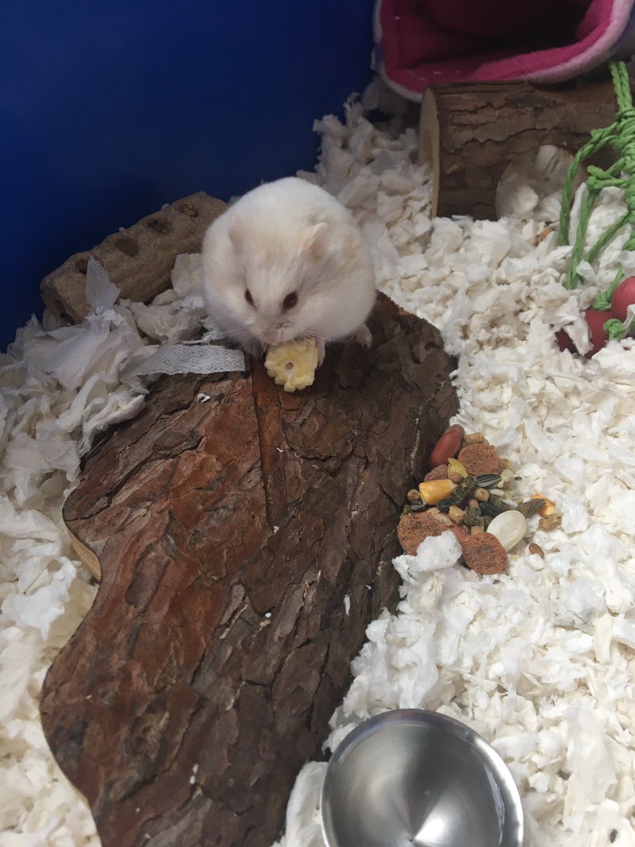 CD_Slater's tweet photo. Heard from @iconiclibrary it’s #GuineaPigAppreciationDay 🥳🥳 so here are my guineas (plus my honoury guinea 😉) https://t.co/vHTKE1llcL