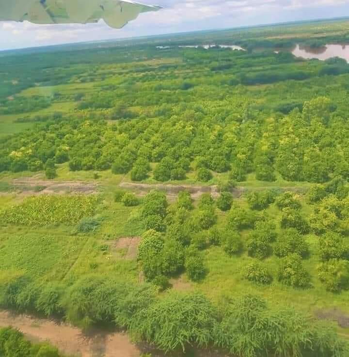 Fartunshow's tweet photo. Sawirka bananka Buurdhuubo, Jubaland, Gedo, Somalia. https://t.co/SBovf7Tyia