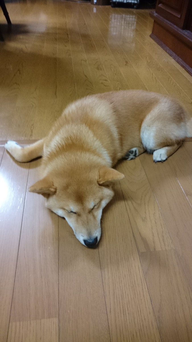 ねじまき 今日の犬 犬歯が生え変わりで全部抜けたそうです まだまだ子犬ですが前の犬と同じくらいのサイズになってるのでてかくなるんですかねー