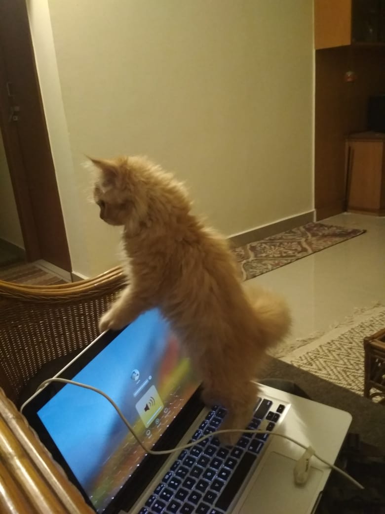 daydroider's tweet photo. @shahsurajk Mine loves pair programming https://t.co/P9bE0QSMmD