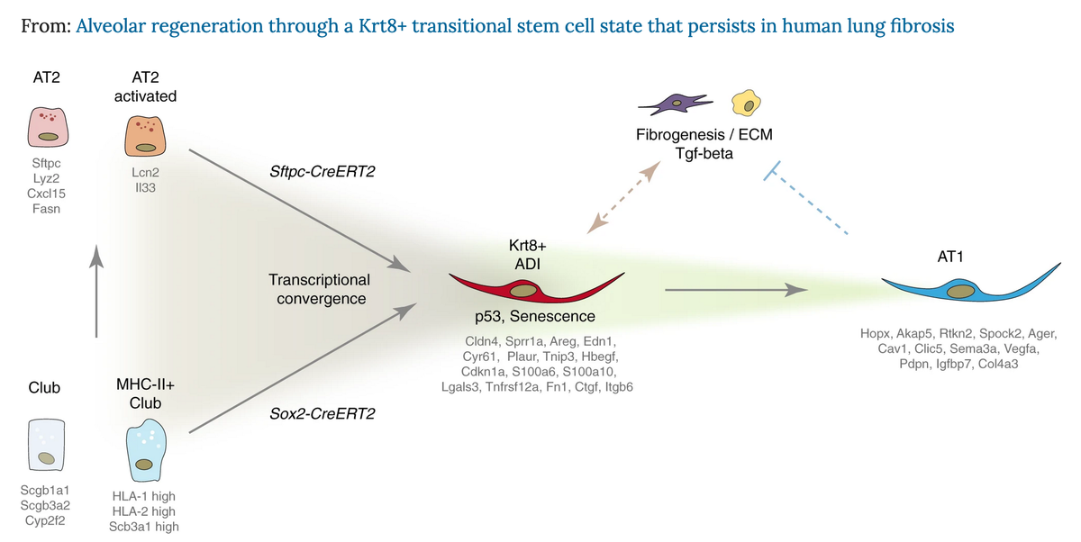 SchillerLab's tweet photo. [1/10] Excited that our paper on a novel transitional stem cell state in alveolar regeneration is finally online in @NatureComms a year after we published the preprint.
@lkmklsmn @fabian_theis @HelmholtzMunich
Tweetorial below..
https://t.co/aljhNpWH7q
https://t.co/nPERa0ufkc https://t.co/2l7uM9Gnyf