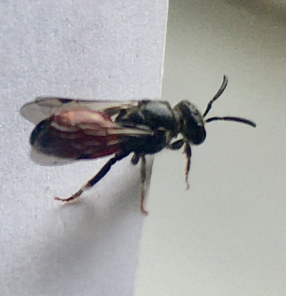 GrahamDenny9's tweet photo. Just rescued this micro out of window small enough to be a house fly ,be careful with the fly swat ! @BumblebeeTrust #BeesNeeds #microbees @DefraGovUK @mattgarnham90 @digiscoper @Gameandwildlife @CRTBarton @Buzz_dont_tweet @Beealert8 @jimmysfarm @FWAGAssoc @NFFNUK @FarmWildlifeUK https://t.co/UtRCeapMWz