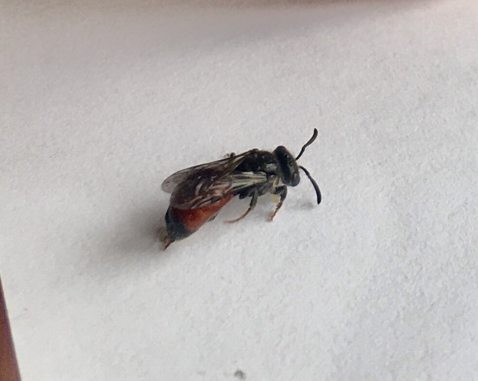 GrahamDenny9's tweet photo. Just rescued this micro out of window small enough to be a house fly ,be careful with the fly swat ! @BumblebeeTrust #BeesNeeds #microbees @DefraGovUK @mattgarnham90 @digiscoper @Gameandwildlife @CRTBarton @Buzz_dont_tweet @Beealert8 @jimmysfarm @FWAGAssoc @NFFNUK @FarmWildlifeUK https://t.co/UtRCeapMWz