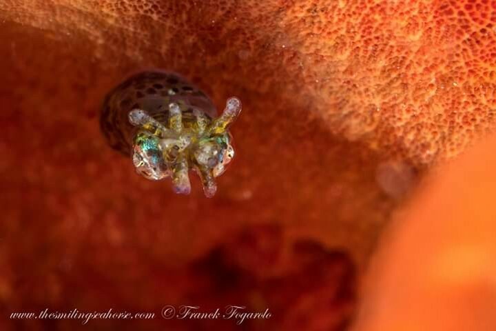 Have you got macro eyes?⁠
This is the pygmy squid and it is super tinny!⁠
⁠
#pygmysquid #squid #uwpic #uwphotography #uwmacrophotography #underwatermacrophotography #uw_photography #underwaterphotography #macrophotography #scubadiving #scubadiver #un… instagr.am/p/CCs8realFNZ/