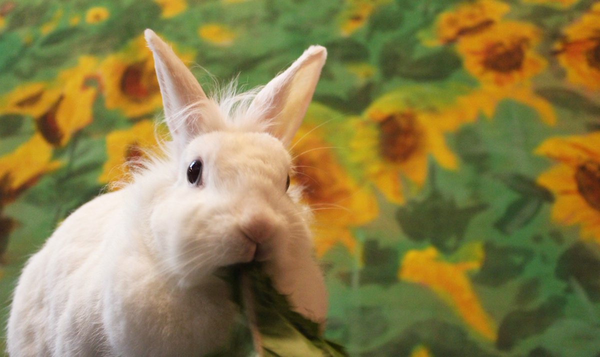 御成座 食べるならたんぽぽがいい 生まれ変わるならひまわりがいい 大きな大きなひまわりになったなら 風に揺れて太陽の日差しを浴びるのさ